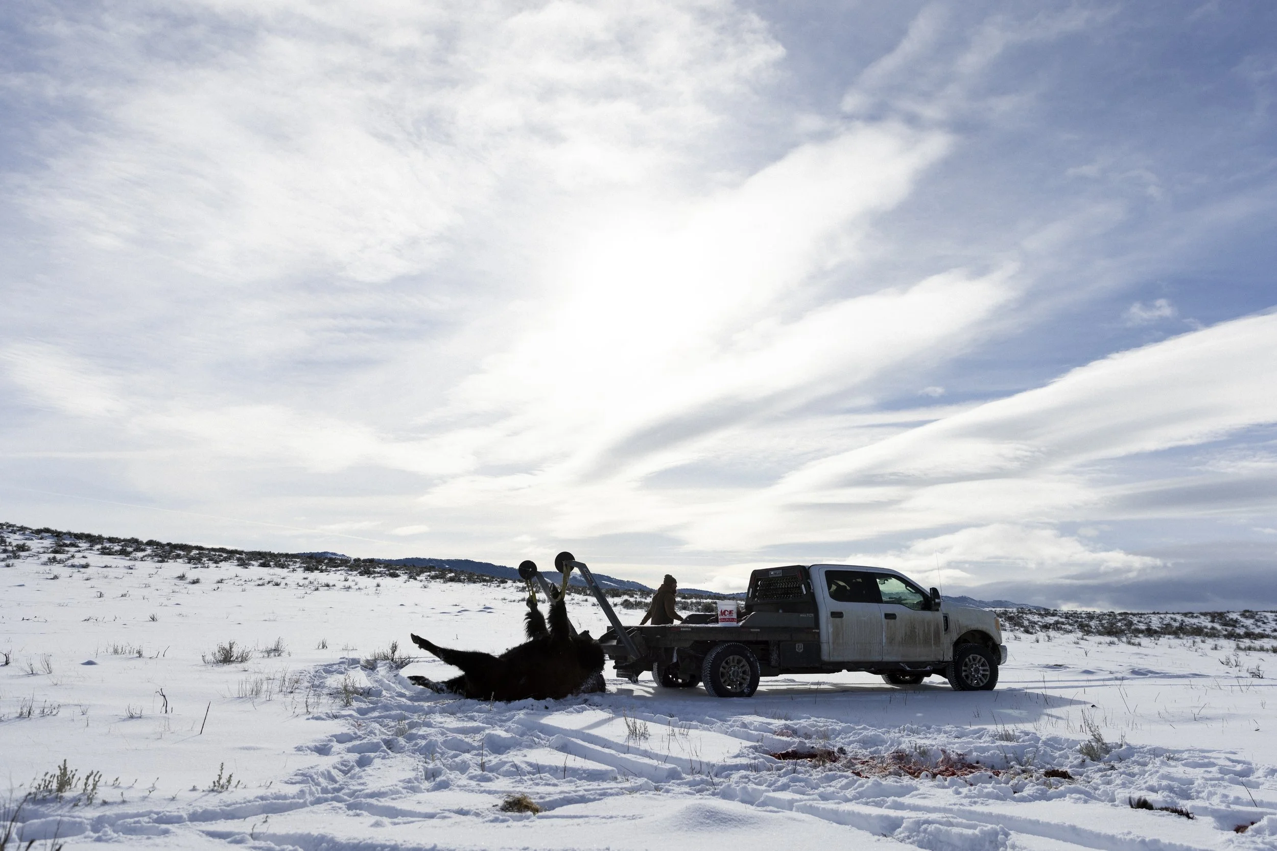  A hoist attached to the flatbed of his diesel truck allow Matt to field-process the animals entirely by himself.   © Kyle Dudgeon Creative 