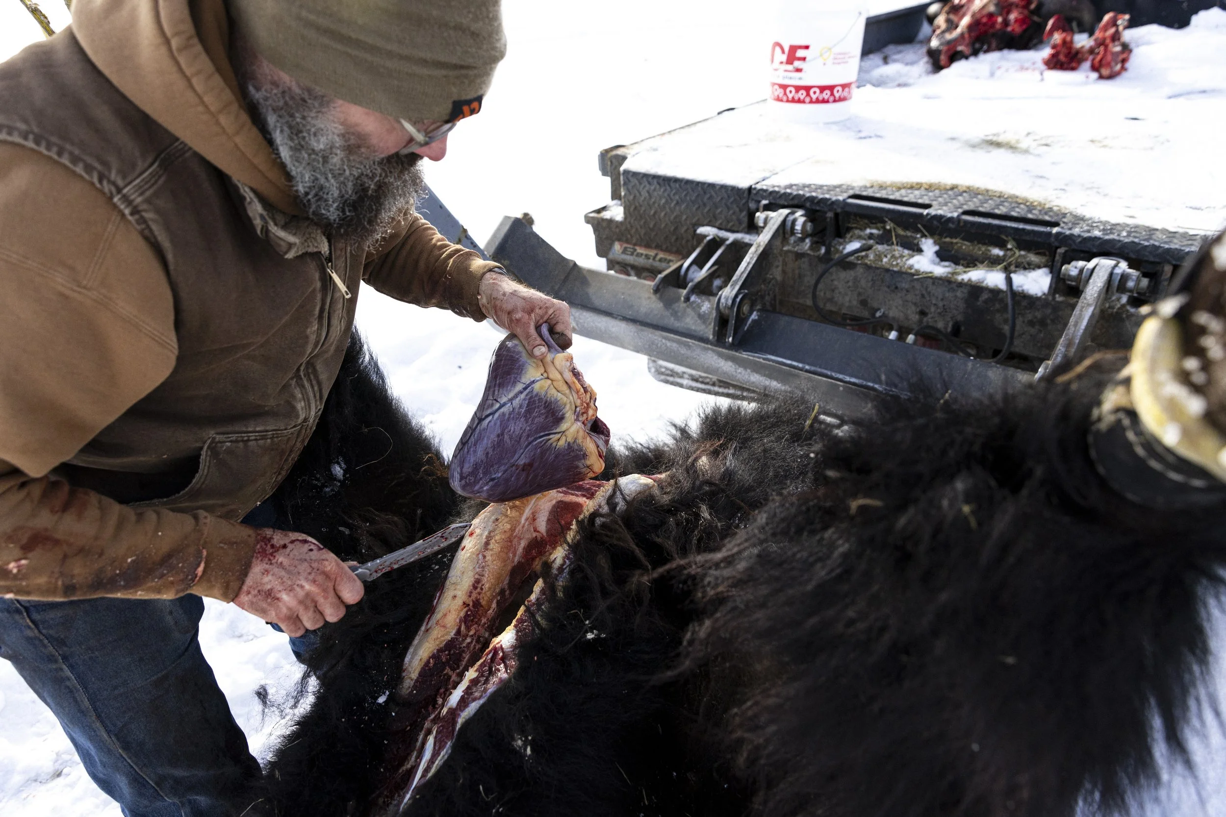  The bison’s heart, liver and hanging tenderloin are removed prior to gutting the animal entirely.   © Kyle Dudgeon Creative 