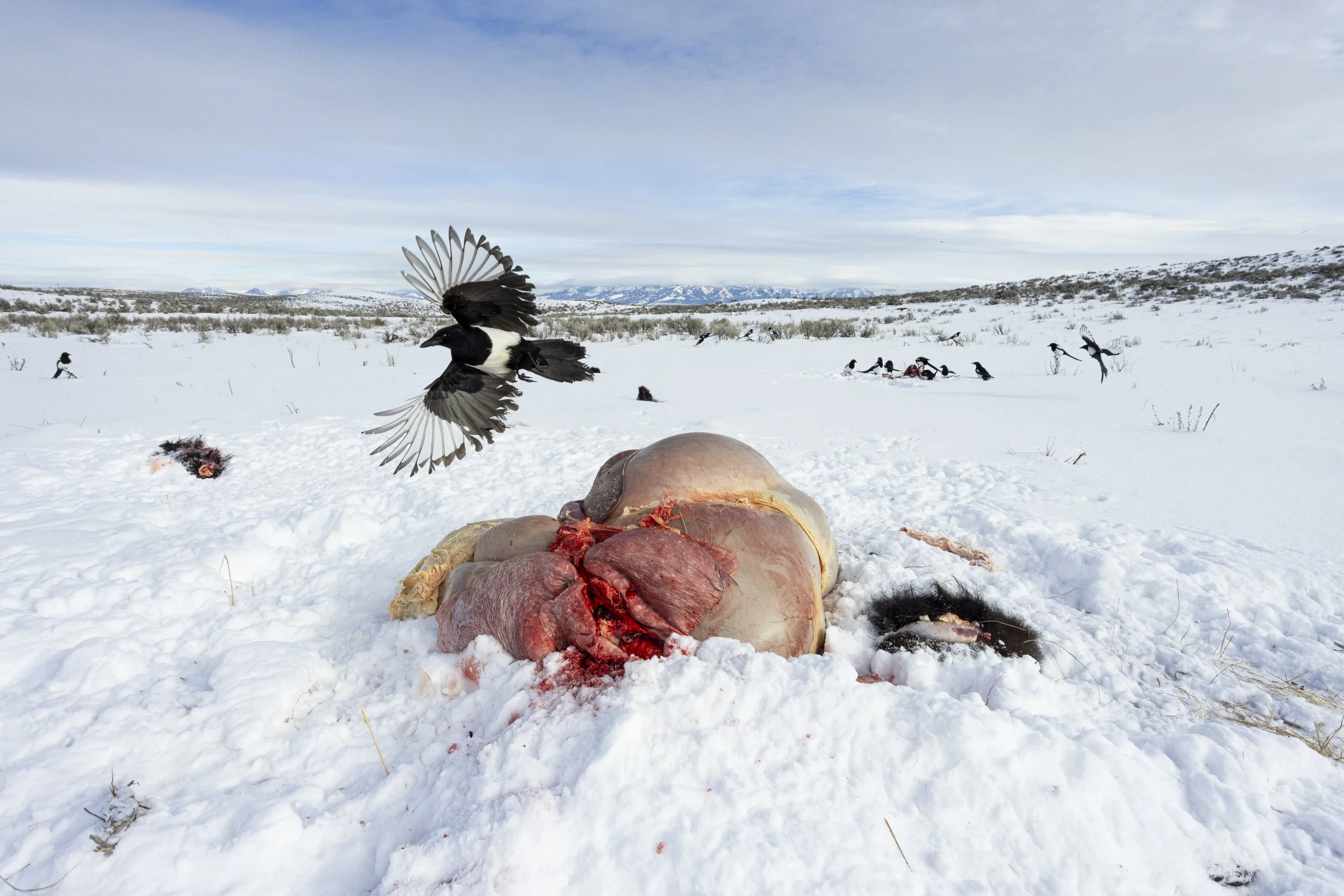  Within minutes of Matt pulling away, early investigators begin arriving to the gutpile.   © Kyle Dudgeon Creative 