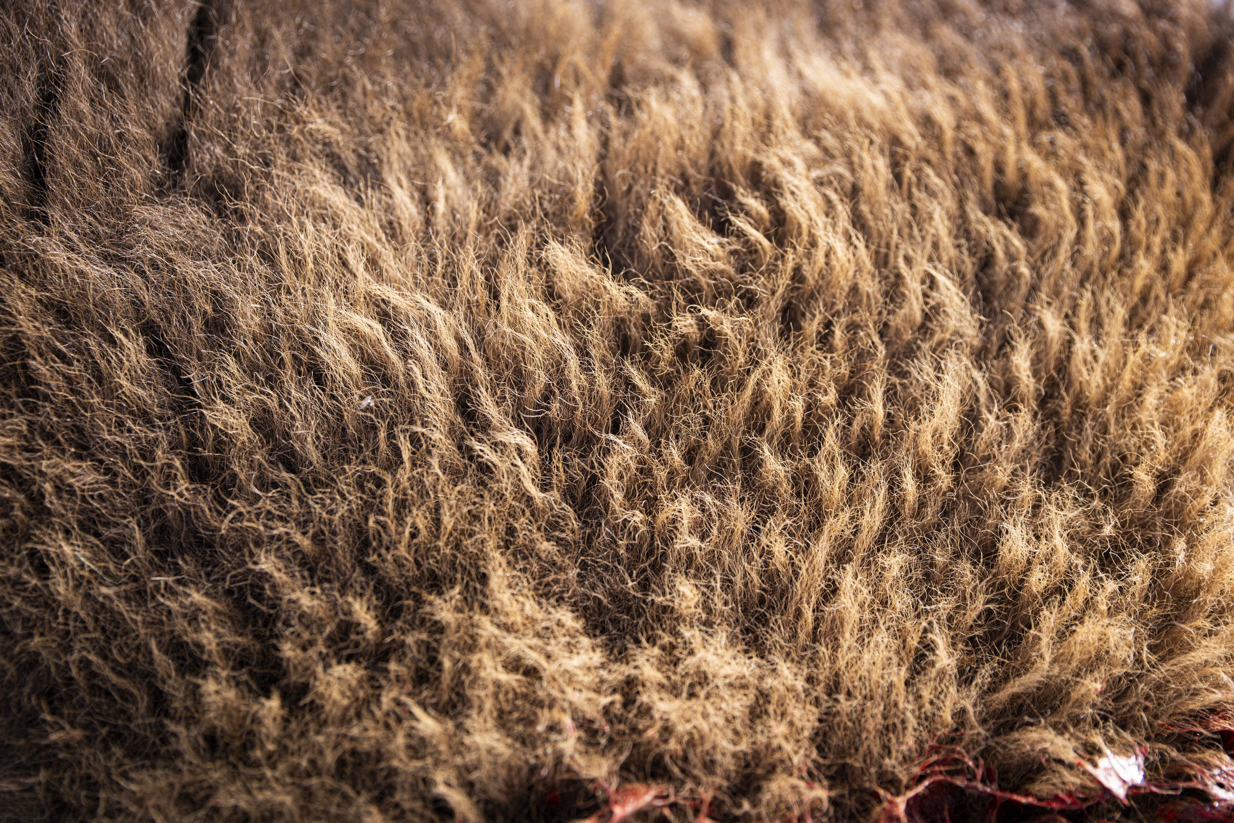  The thick winter coat of a harvested bison.  © Kyle Dudgeon Creative 
