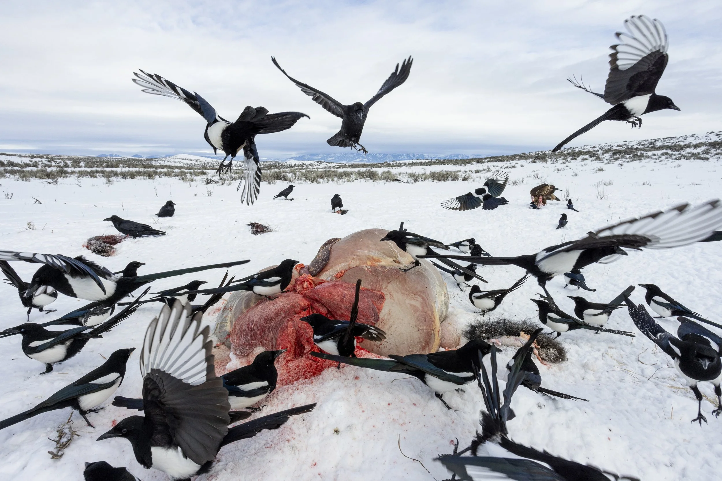  Dozens of black-billed magpies, a handful of common ravens and a golden eagle feed on the remains of a field-harvested bison.   © Kyle Dudgeon Creative 