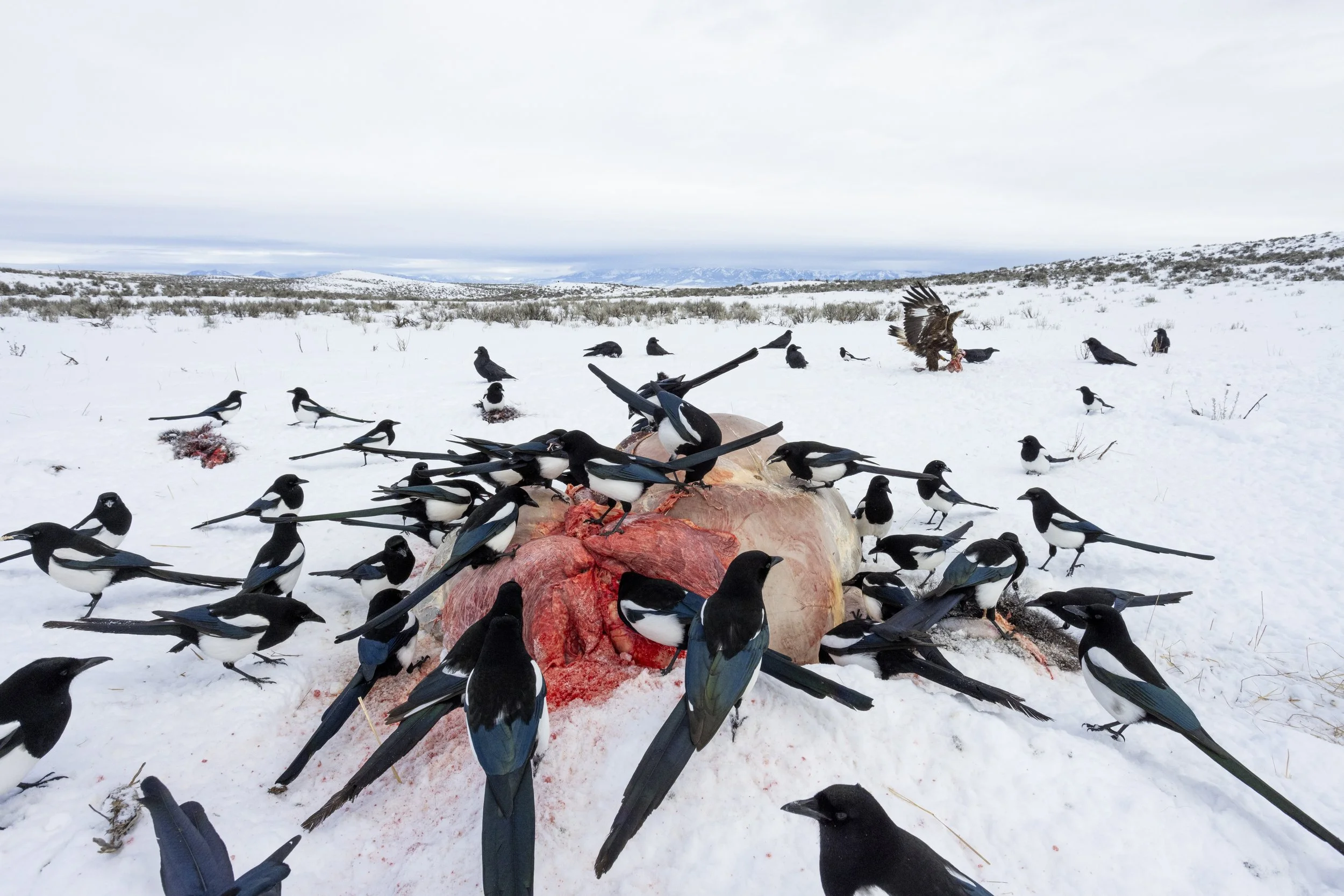  The numbers of birds grow seemingly continuously as time passes and word gets out.   © Kyle Dudgeon Creative 