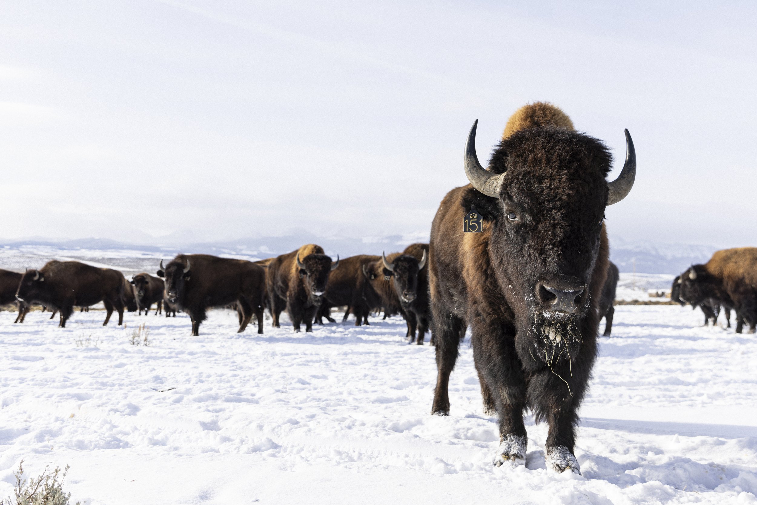  Male “151” often exhibits curiosity, approaching Matt and his truck upon entering the pasture.   © Kyle Dudgeon Creative 
