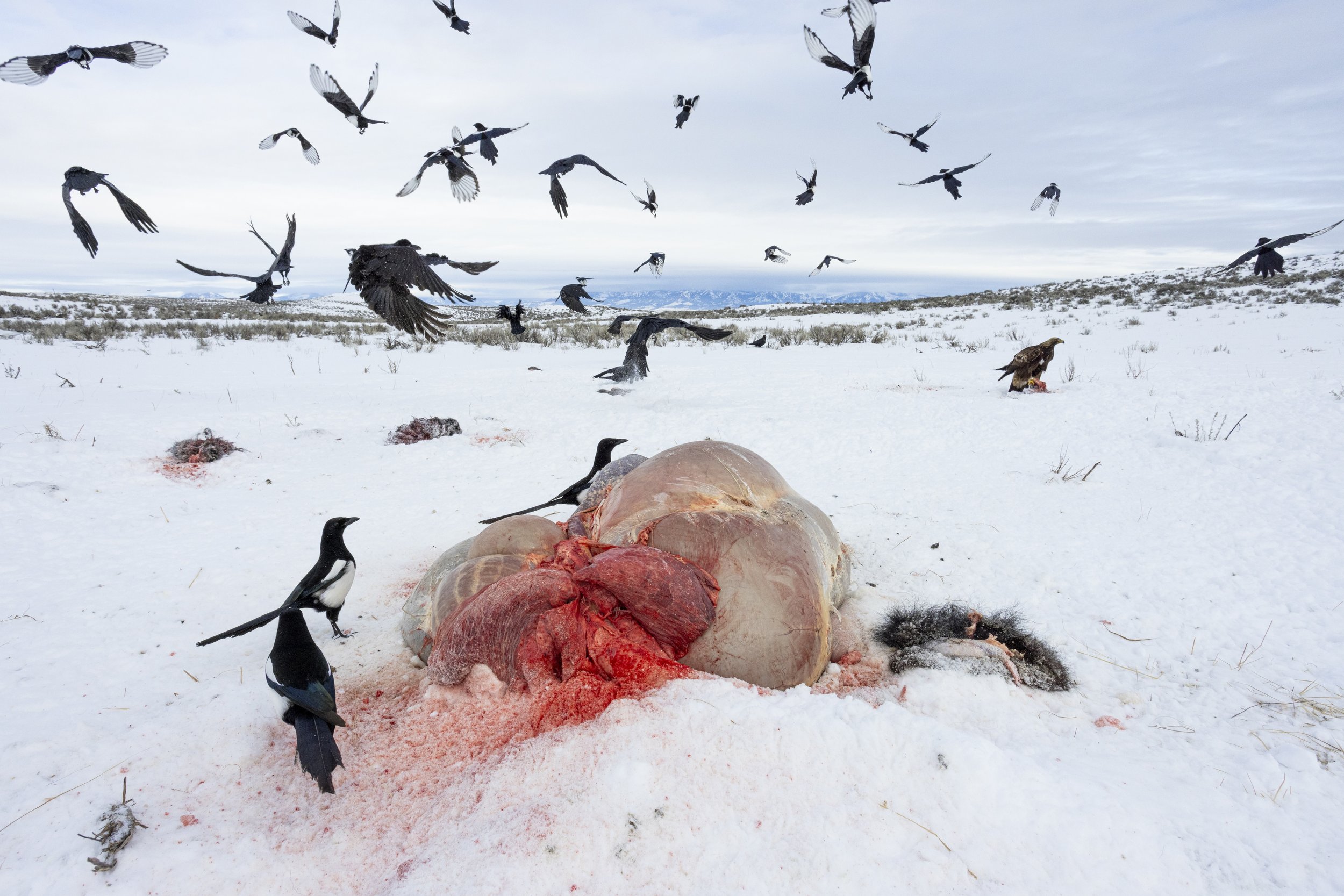  An explosion of cautious birds, and a golden eagle.  © Kyle Dudgeon Creative 