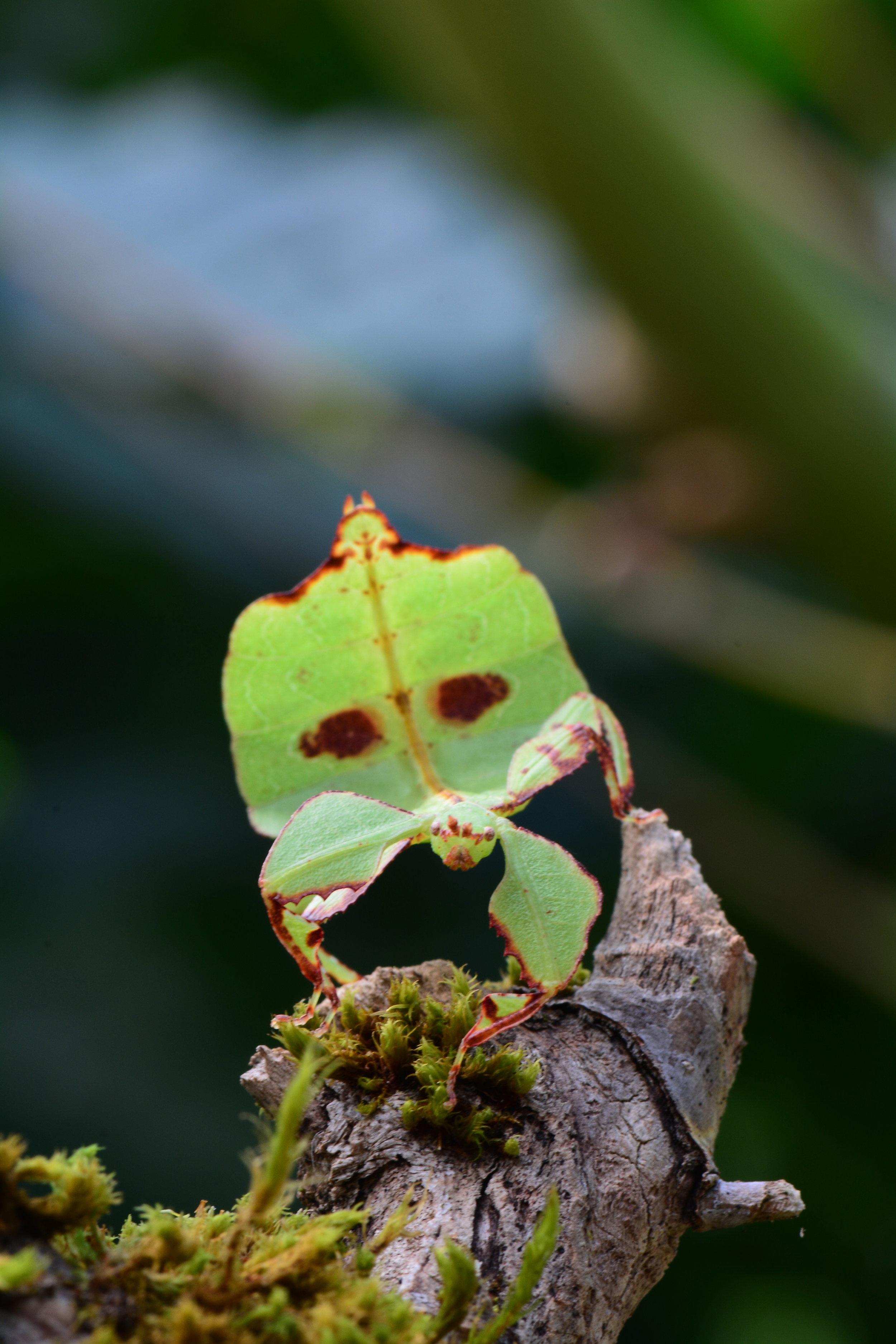 Celebes Leaf Insect - Phyllium celebicum_nymph.JPG