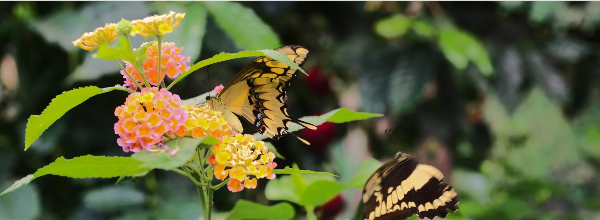 Untitled design (36) 1.jpg