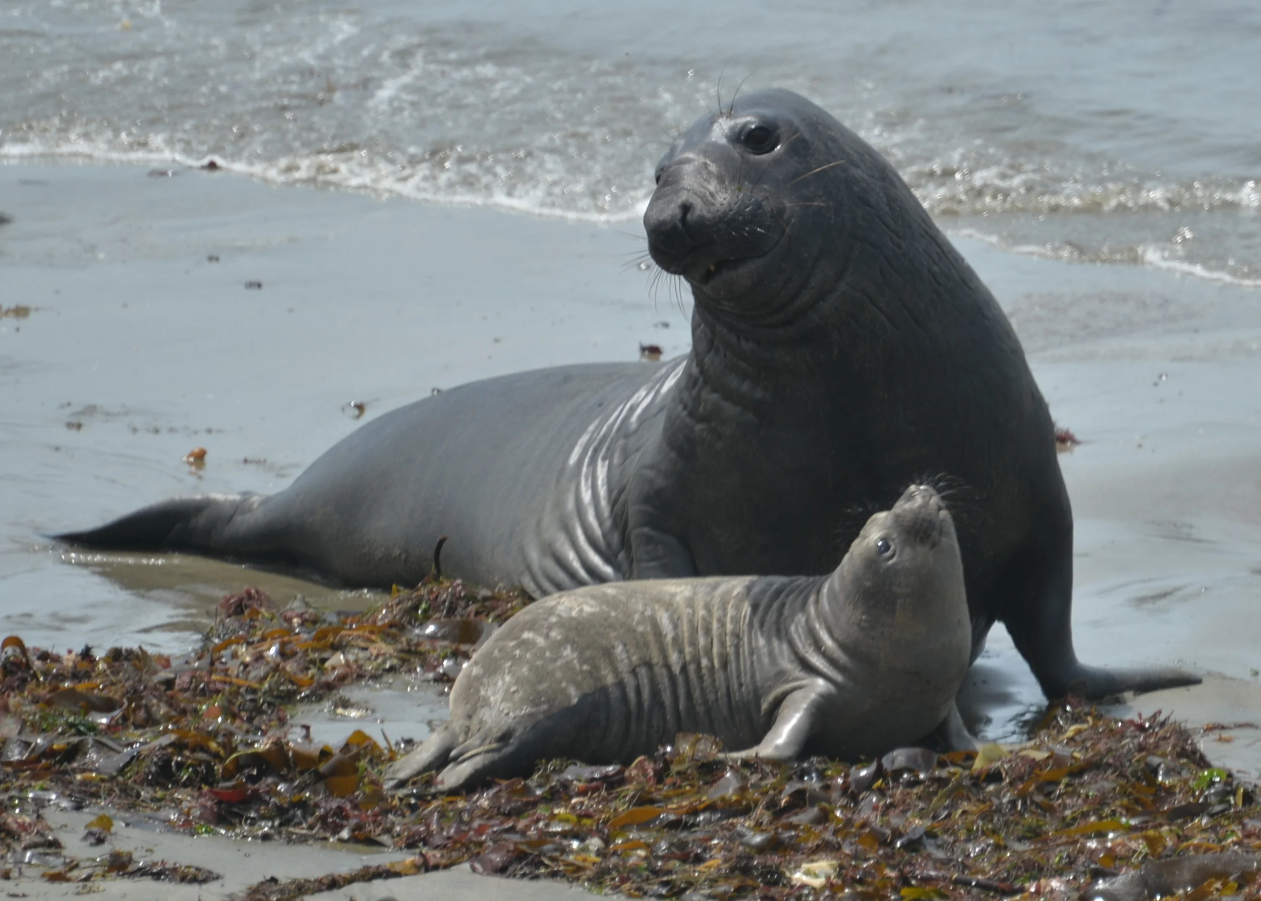 Elephant Seals
