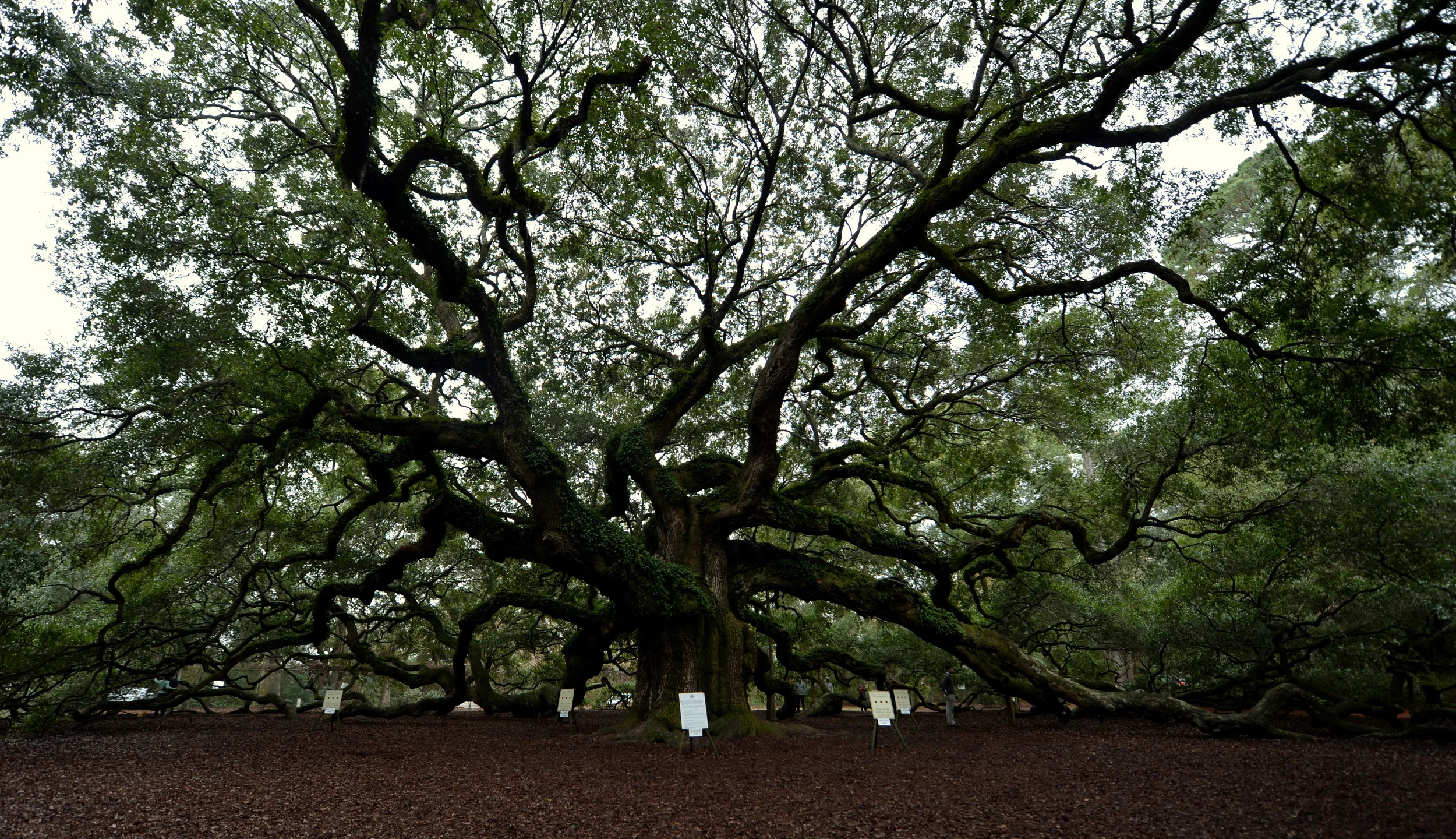 Angel Oak 