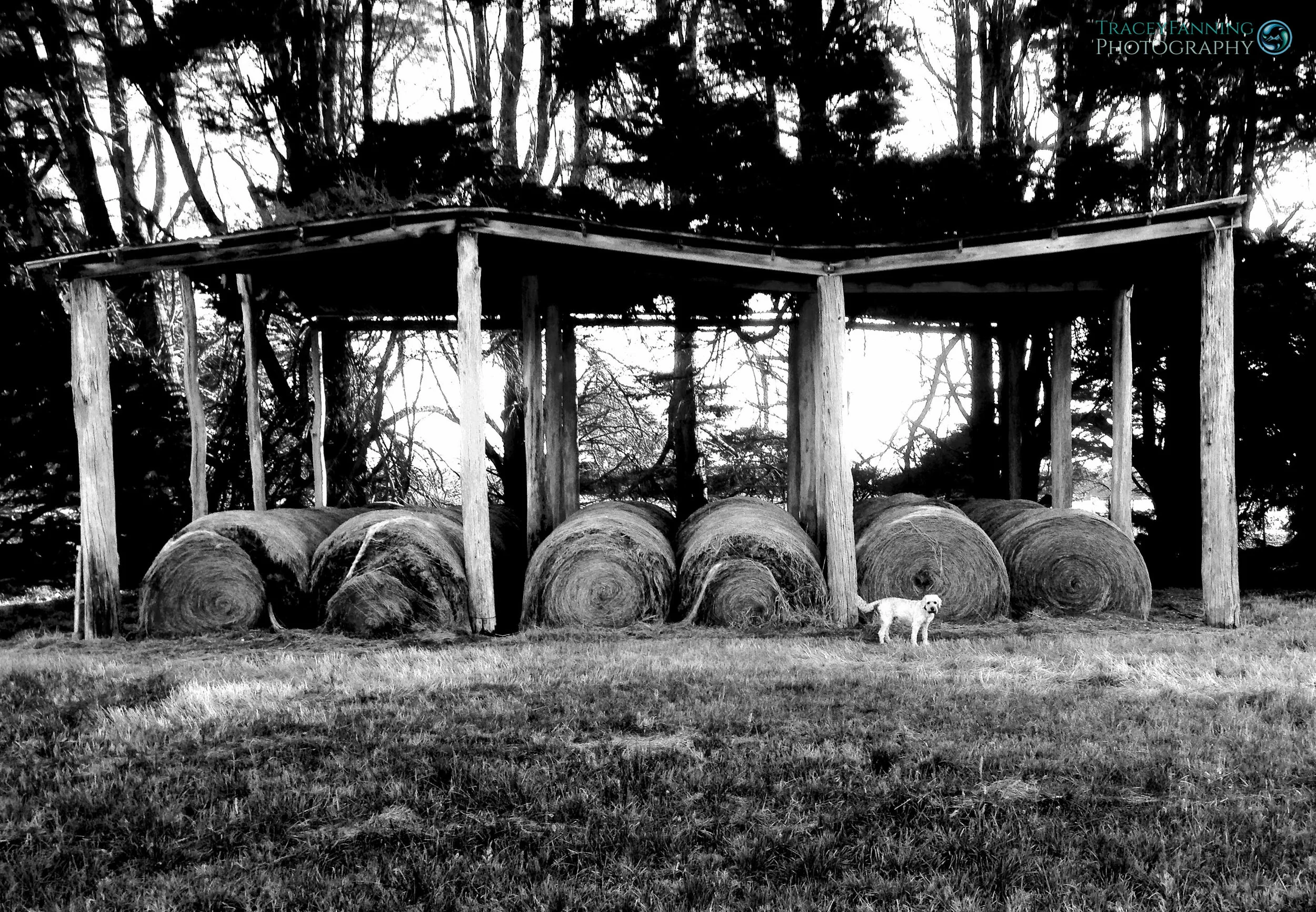 Bingo in the Hay Shed