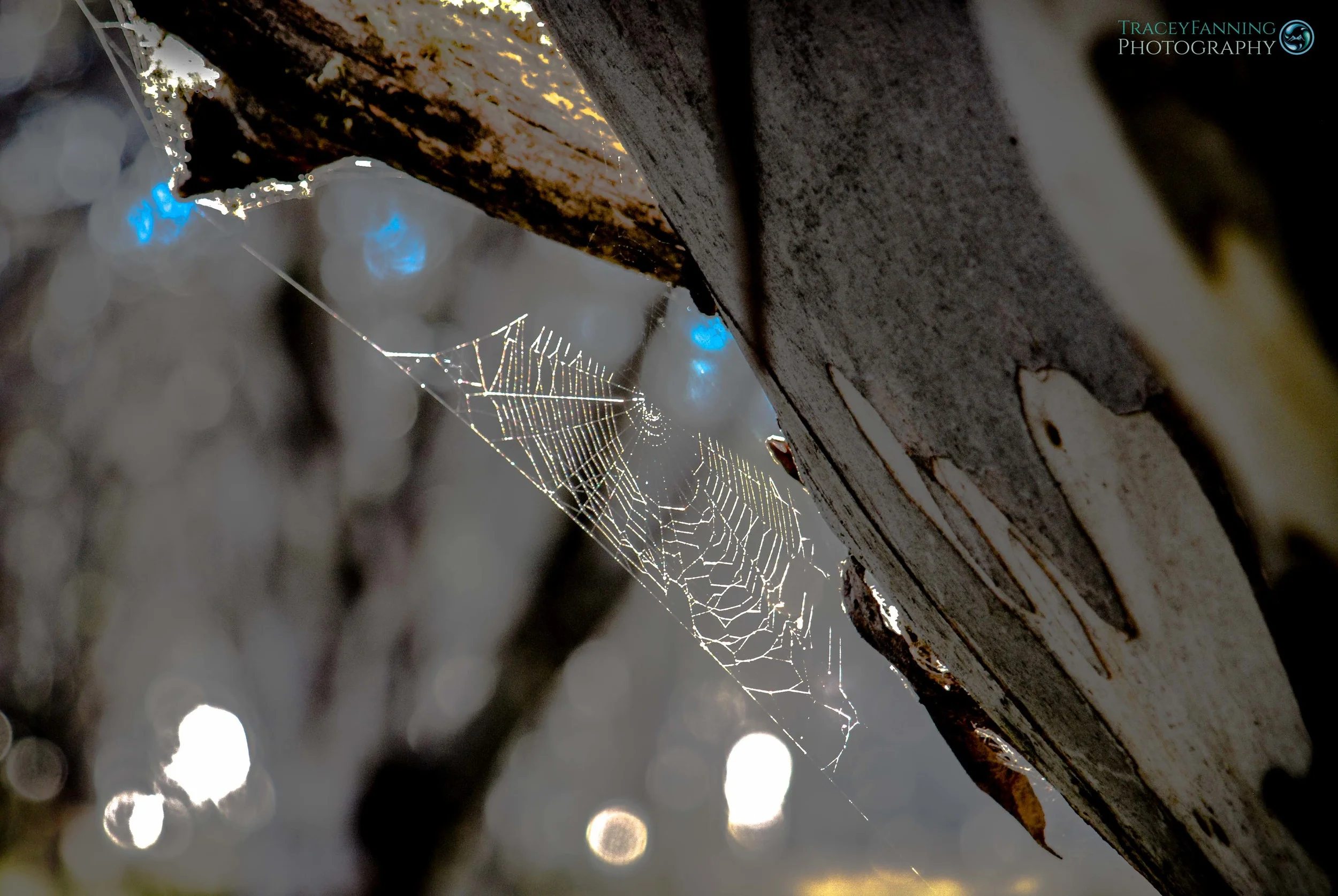 Spider web1.jpg