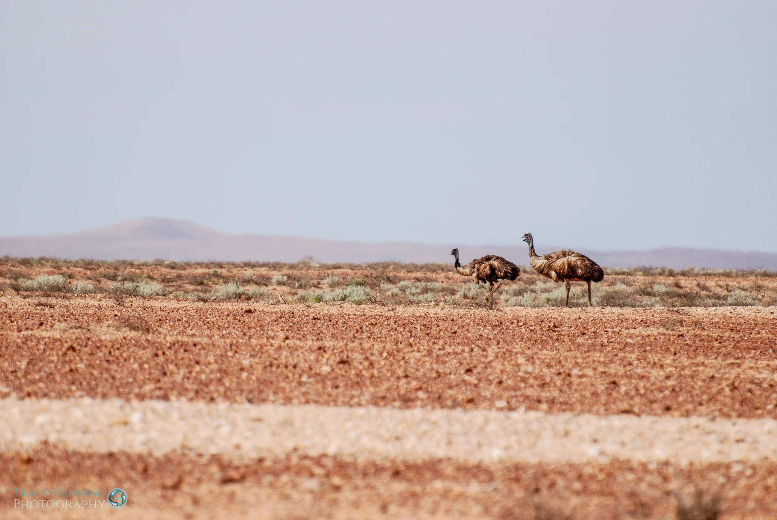 Emus.jpg