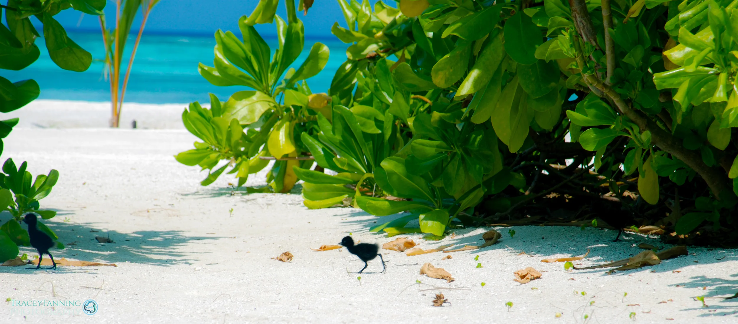 Maldives Chicks.jpg