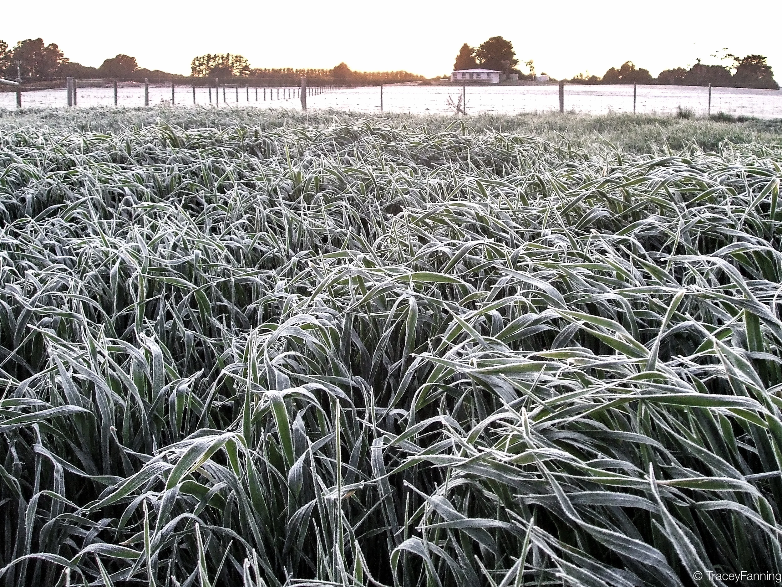 Frosty Oat Field