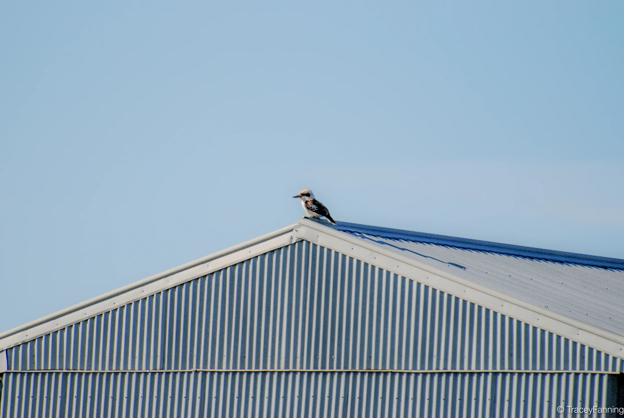 Kookaburra Sits on the Old Tin Shed