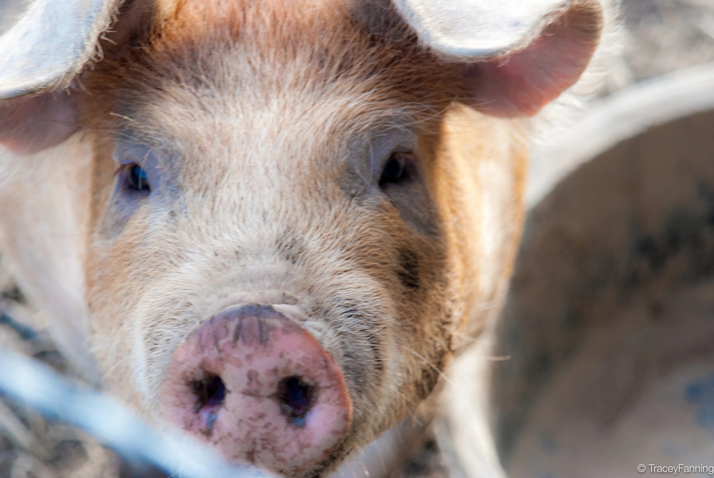 This Little Piggy Stayed Home