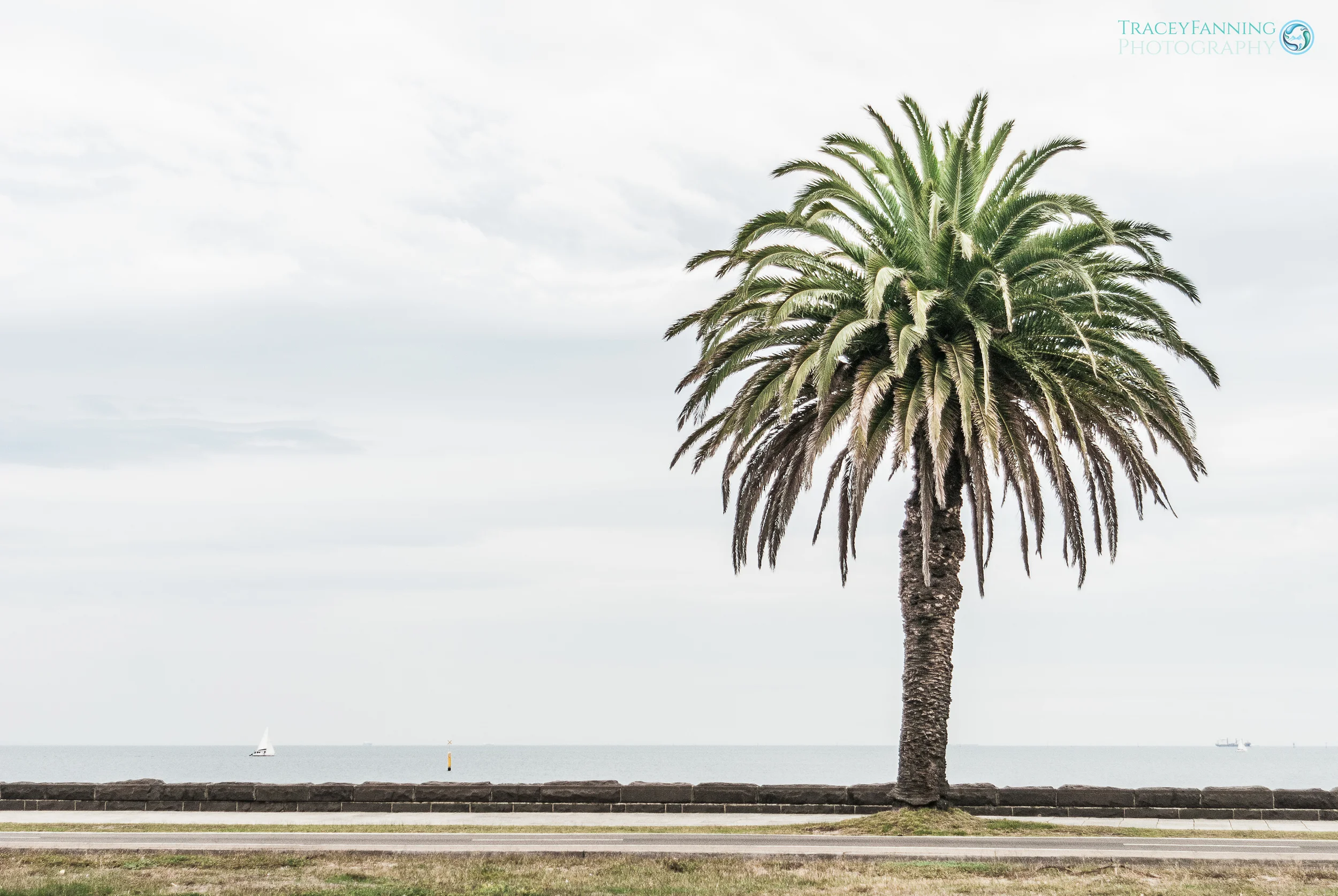 Port Melbourne Palm Tree.jpg