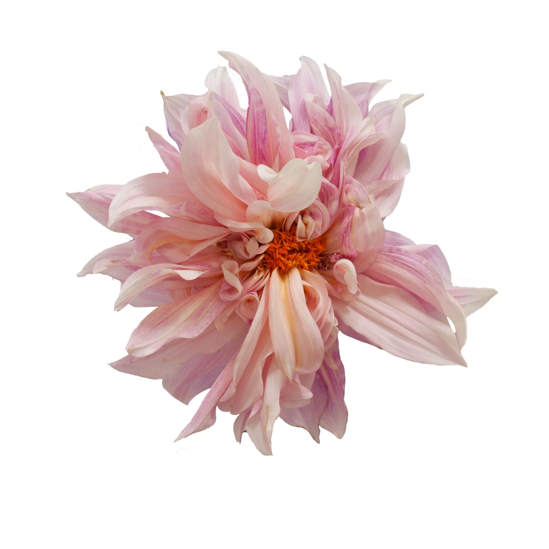 2022-01-07-11.42.17-Dahlia.jpg