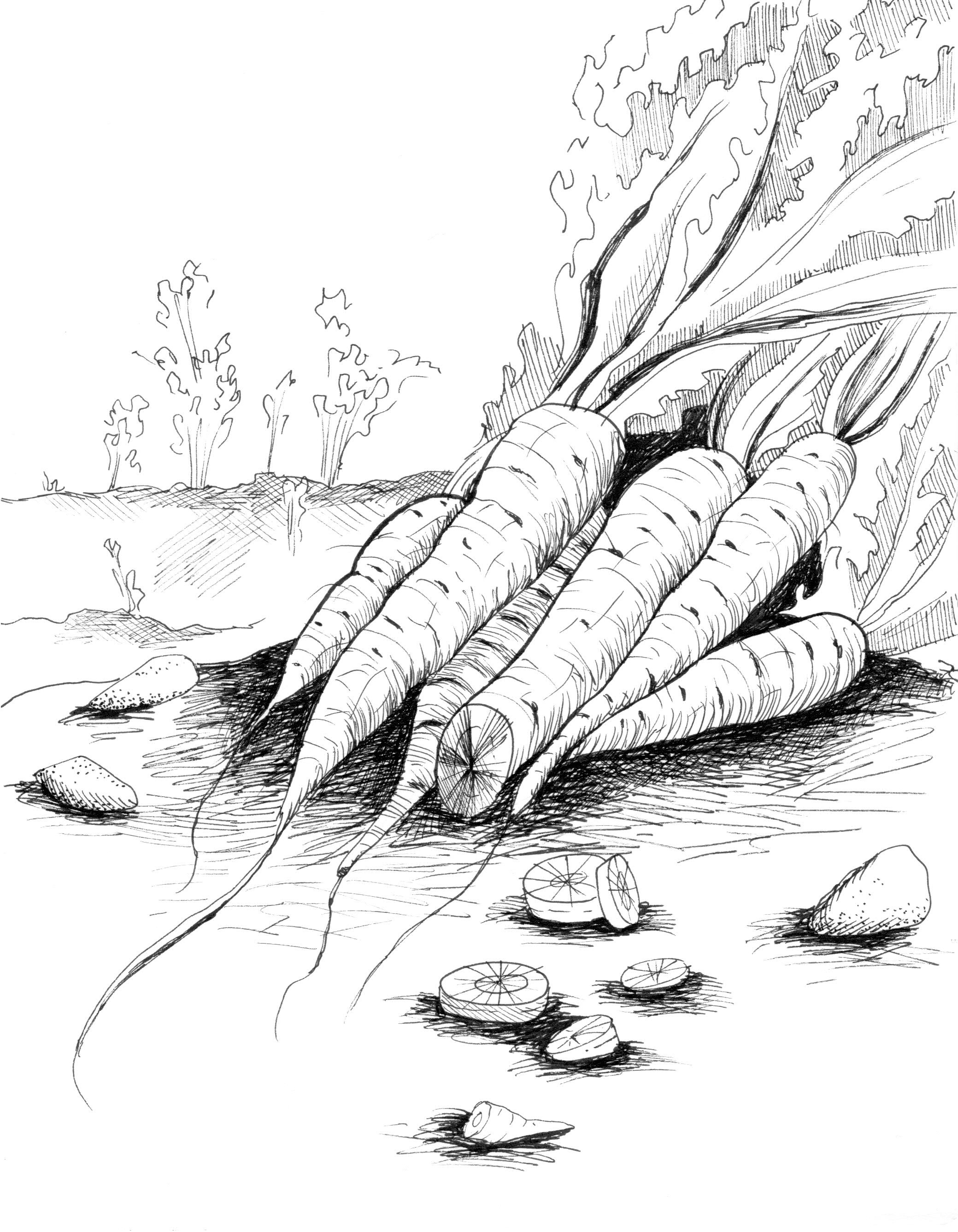 Children's Book Illustration