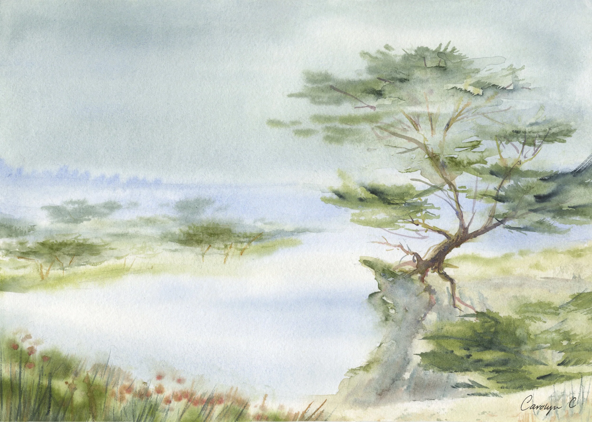 Weathered Cypress