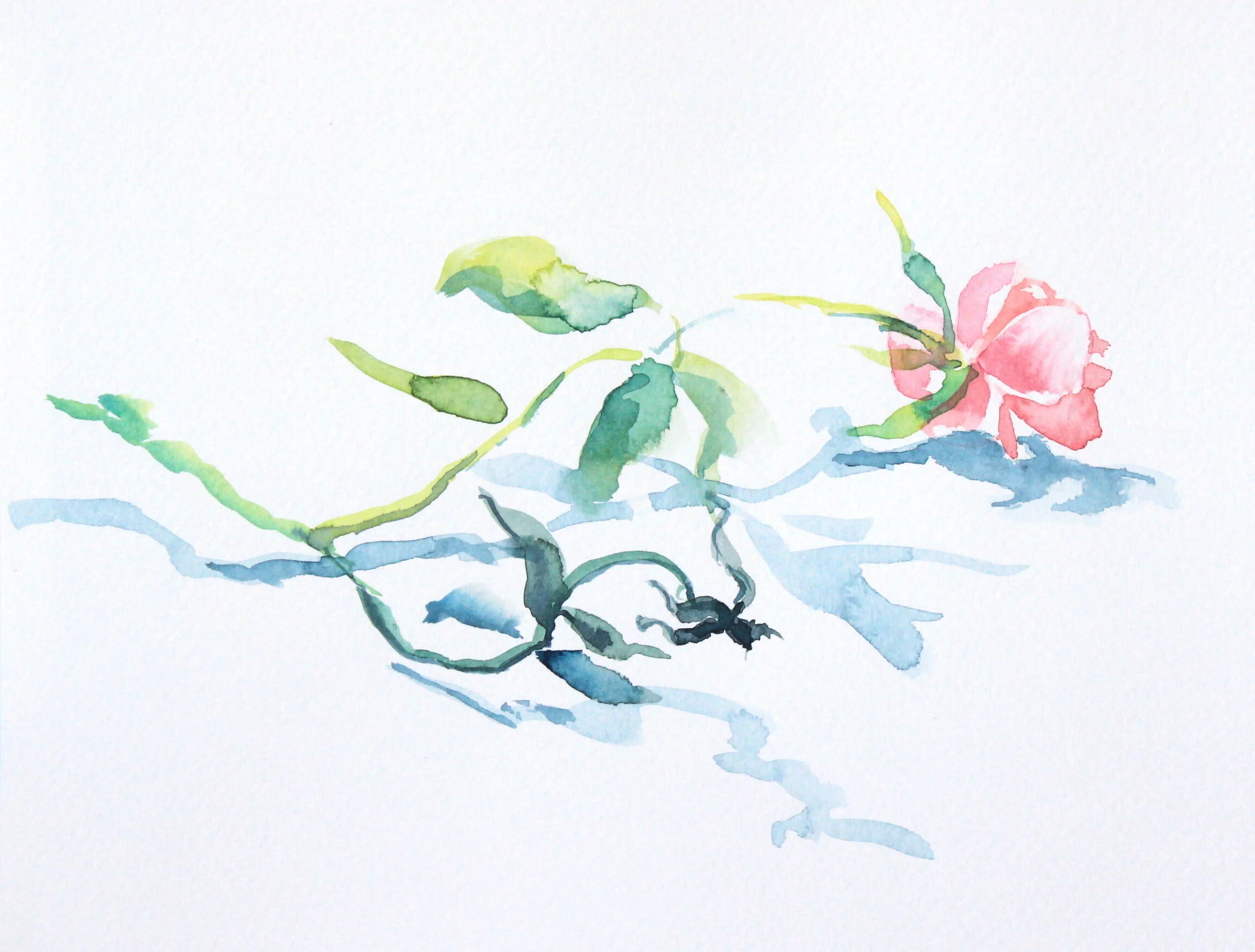 Pink Rose.JPG