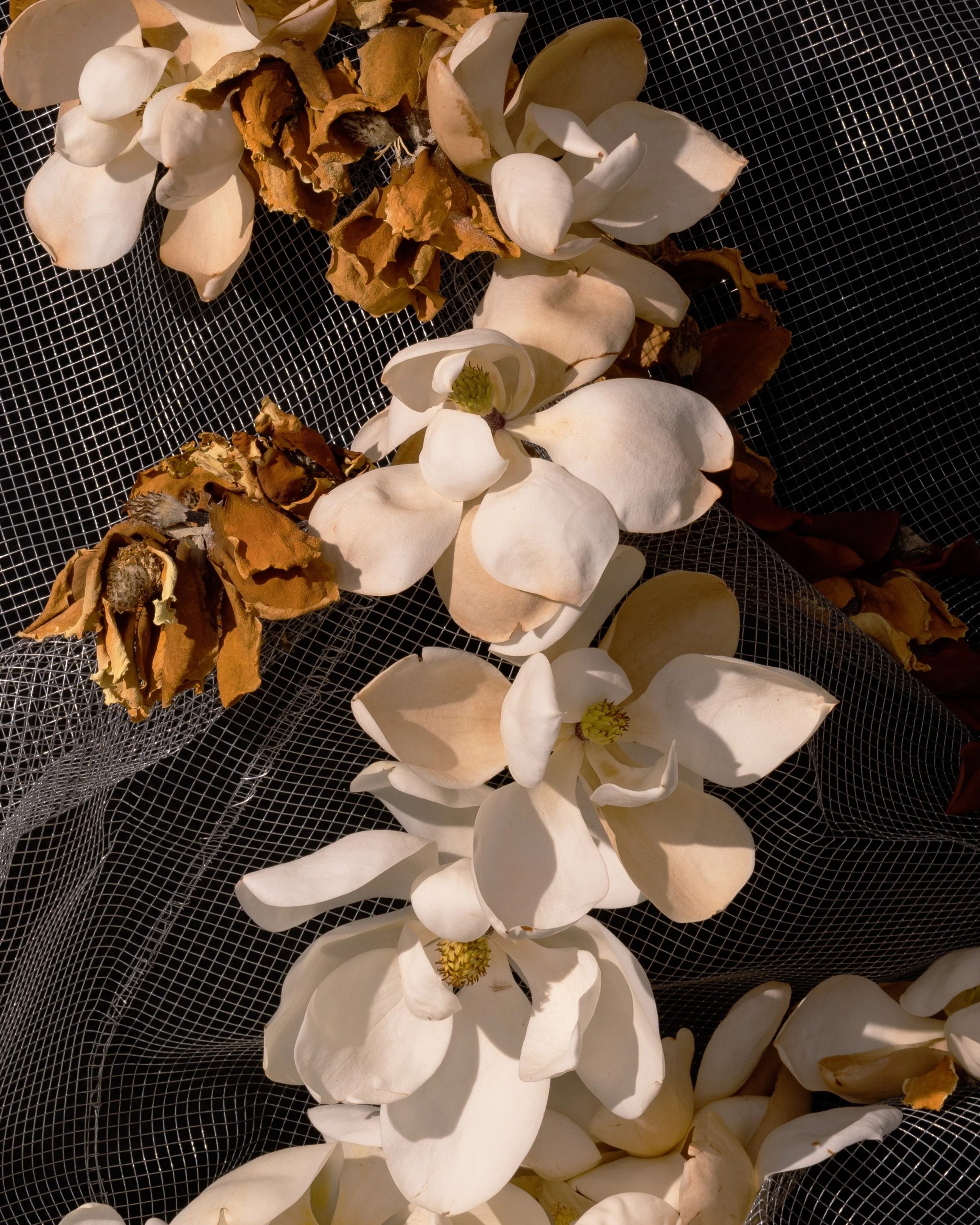 DSC09825 detail 3.jpg