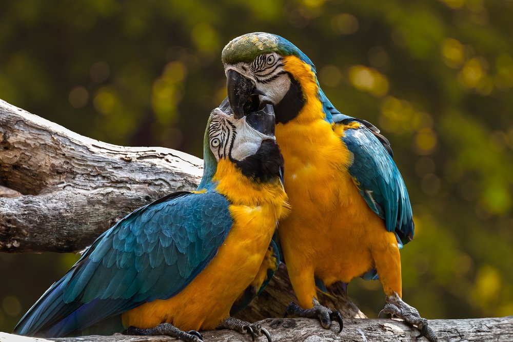 parrots-3427188_1920.jpg