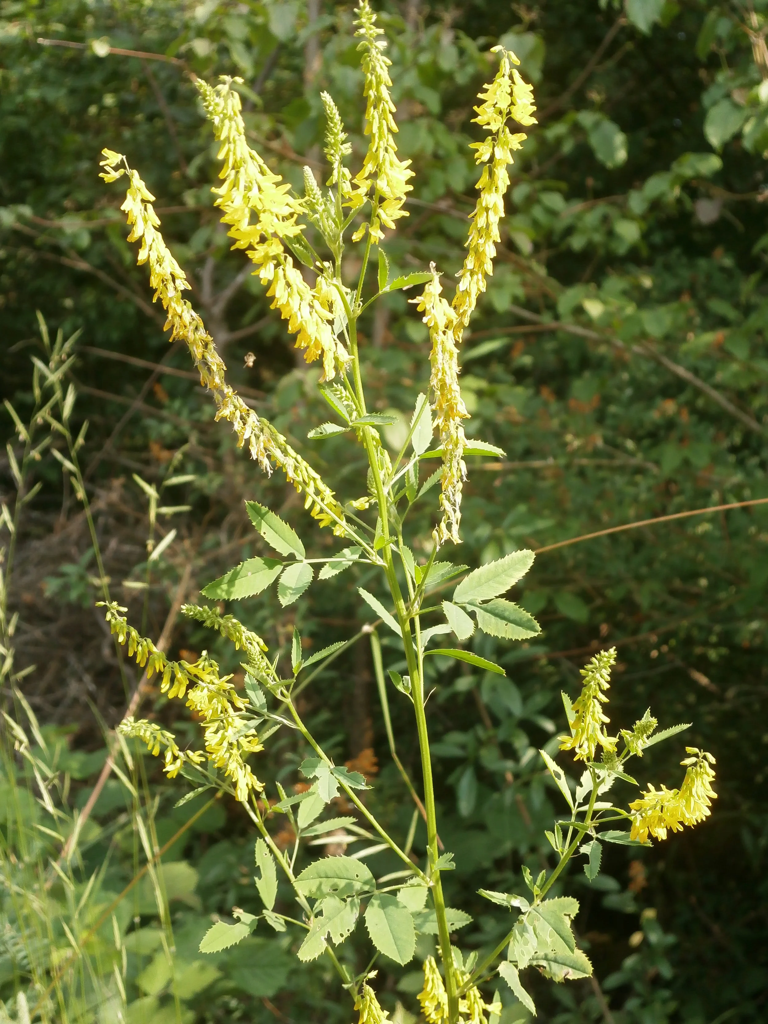 Amoliņš ārstnieciskais (Melilotus officinalis)