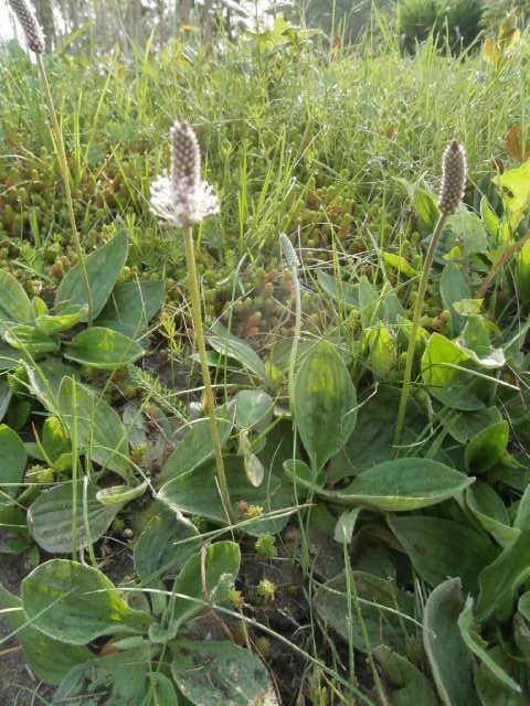 Ceļteka mīkstā (Plantago media) LR