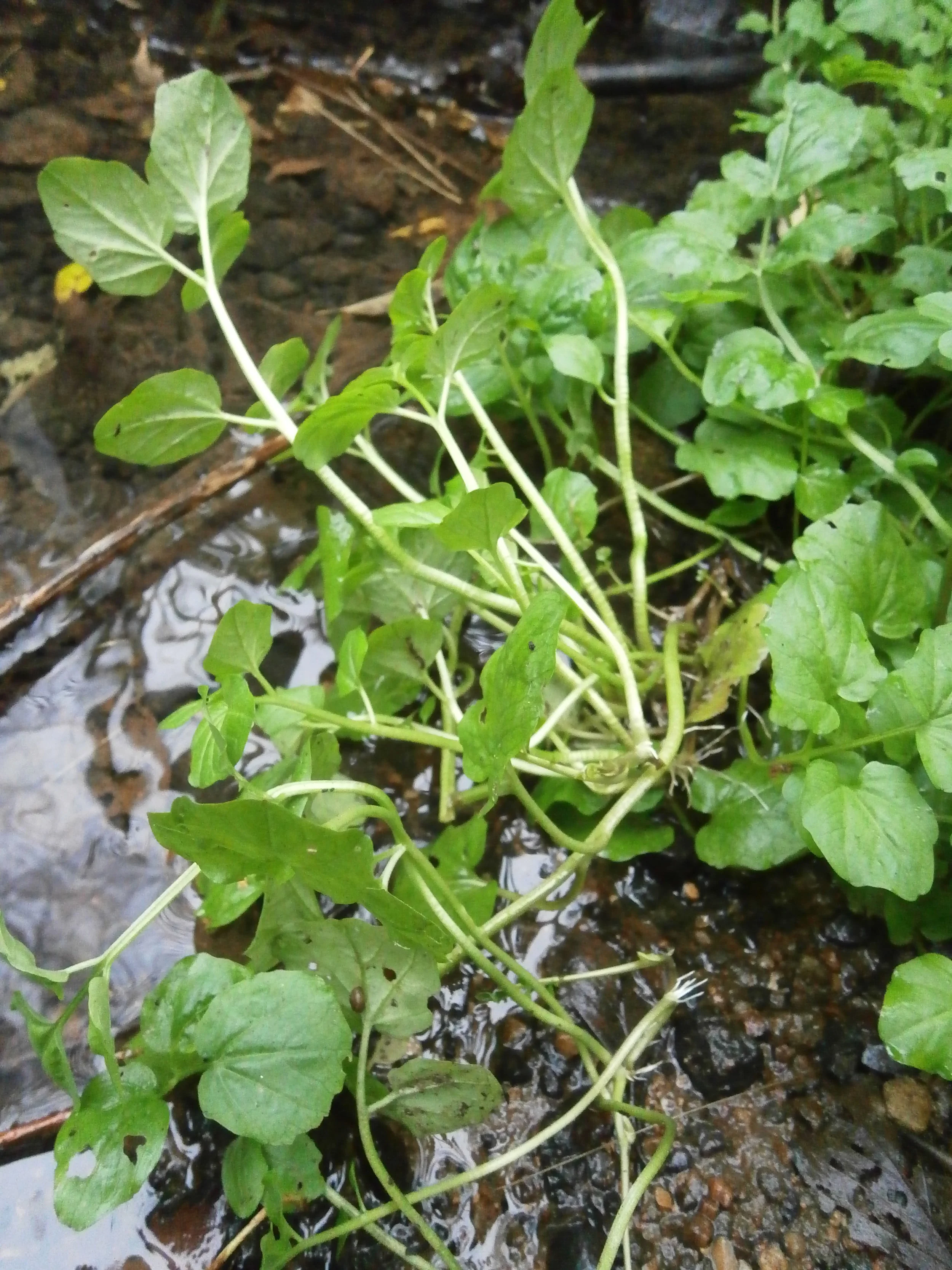 Avotkrese (Nasturtium officinale) x