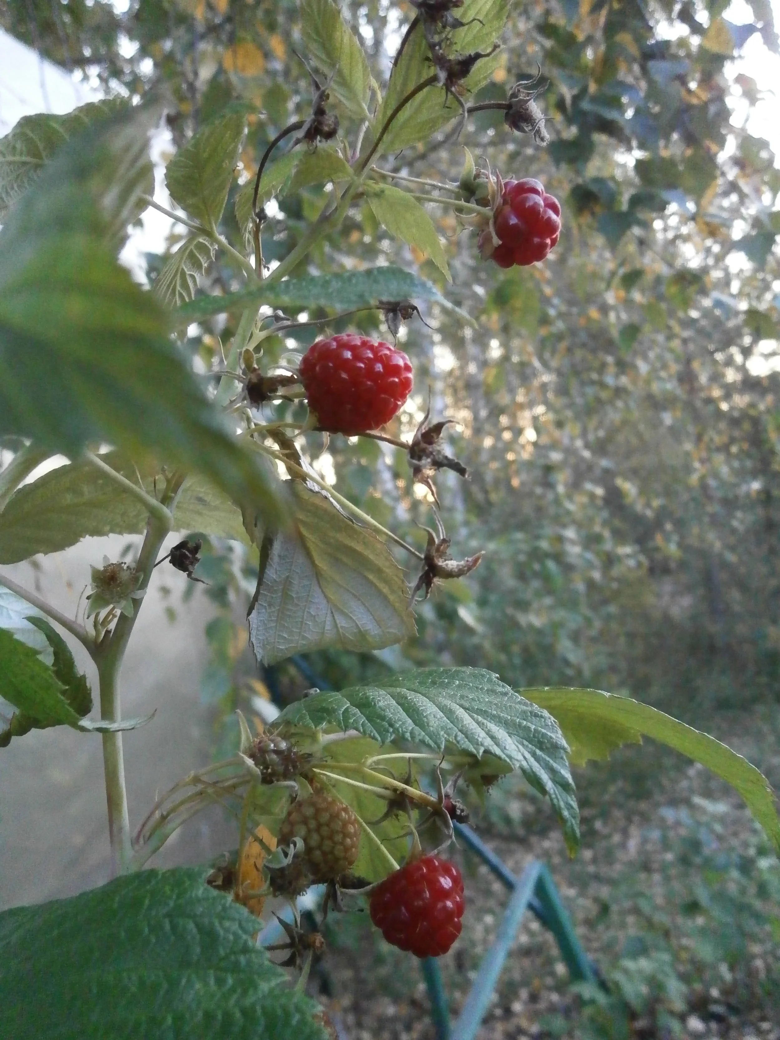 Avenes (Rubus idaeus) LR