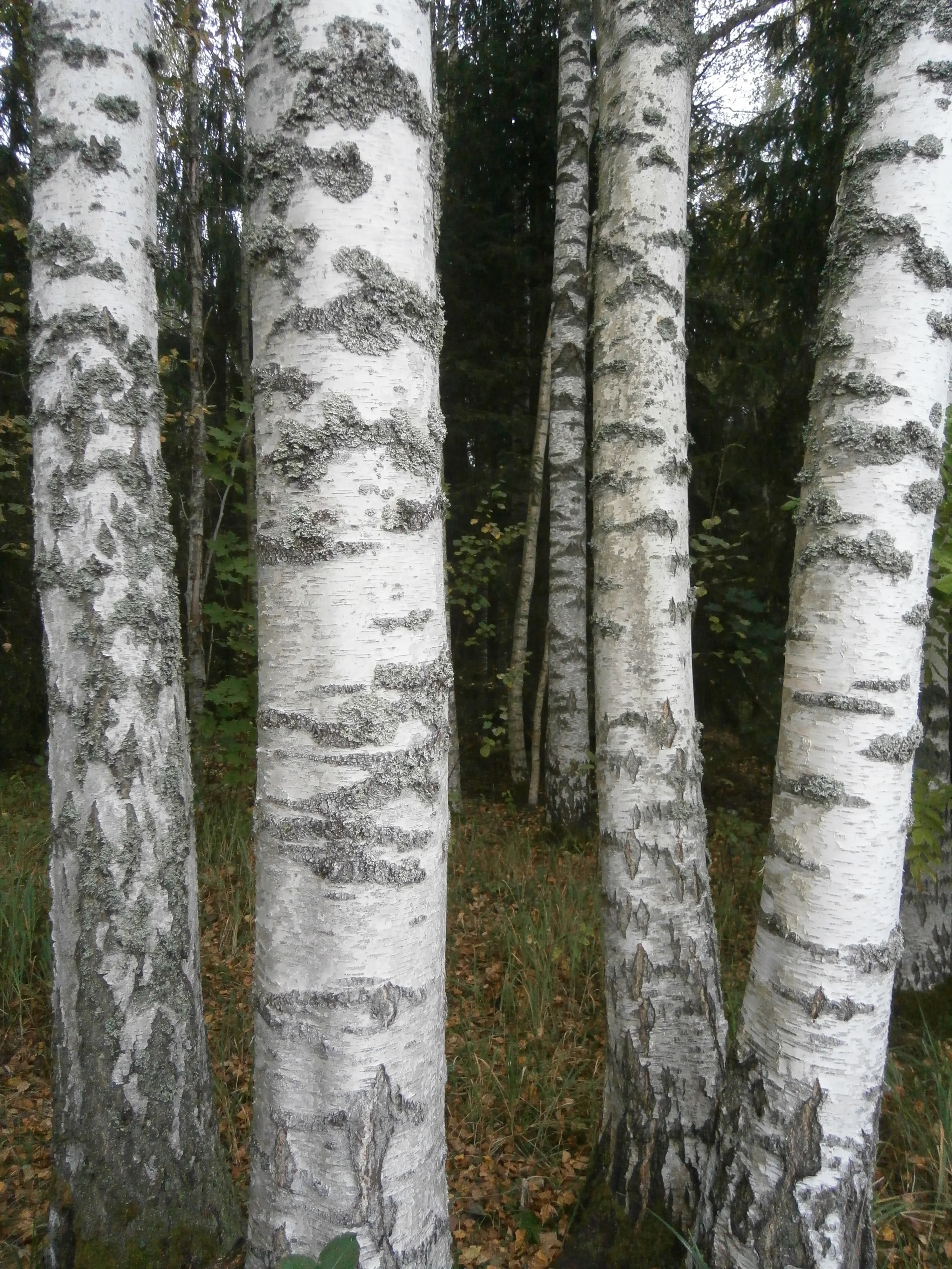 Bērzs (Betula pendula) x