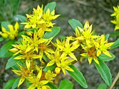 Laimiņš lielais (Sedum maximum) x
