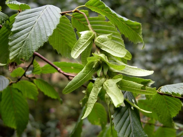Skābardzis (Carpinus betulus) x