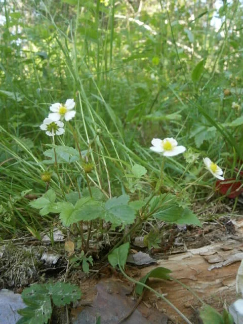 Zemenes meža (Fragaria vesca)