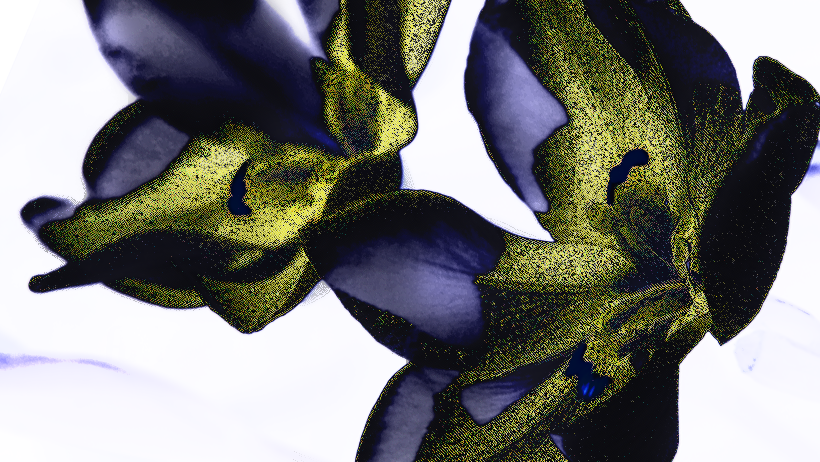 Close-up of yellow and dark purple flower petals with a white background.