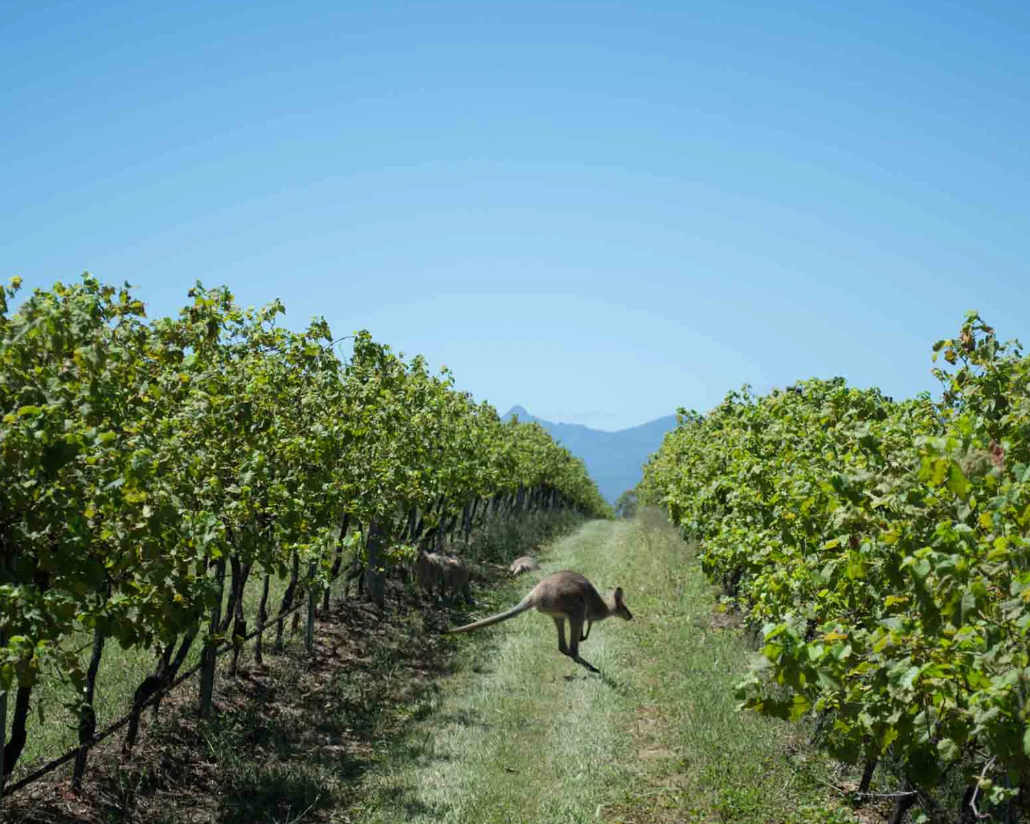 D21500wx1200pxh_72dpi_MWT_0000s_0006_AM_171210_MTNWINETOUR-0638.jpg