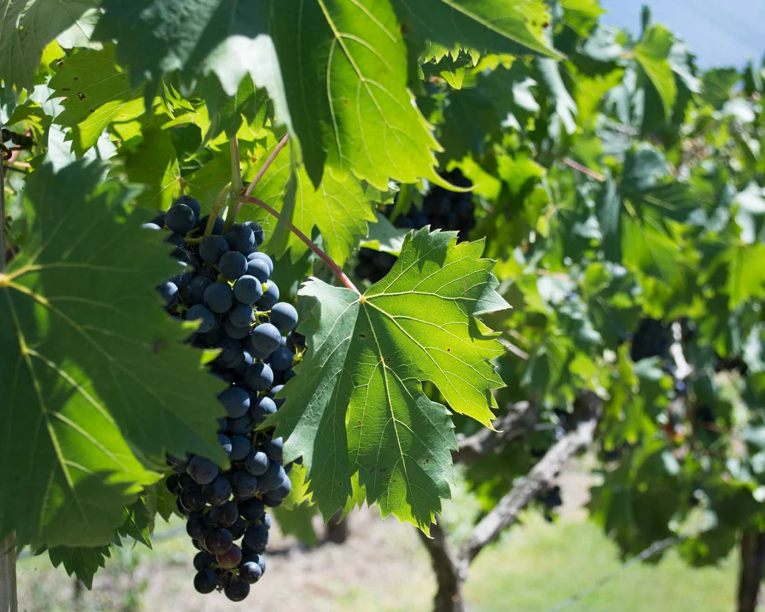D21500wx1200pxh_72dpi_MWT_0000s_0007_AM_171210_MTNWINETOUR-0509.jpg