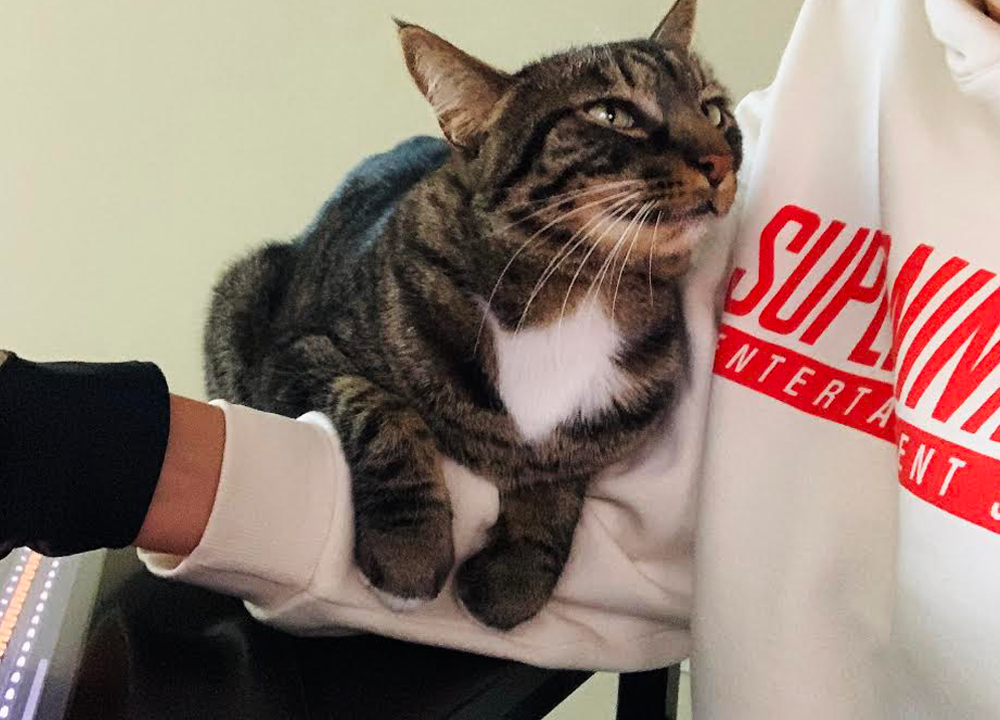 cats02.png