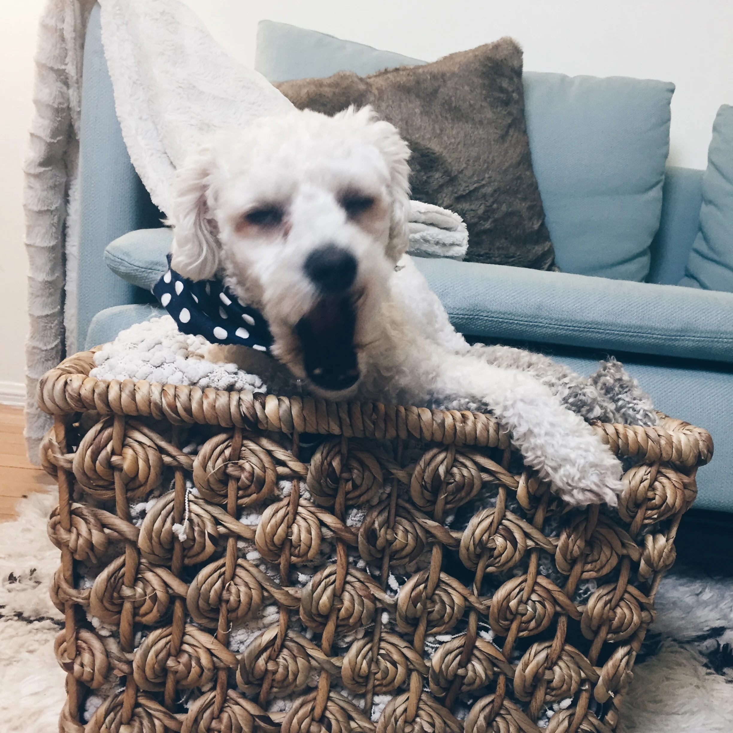 A basket full of cozy blankets. This is the time of year when snuggling is all the rage. I am very happy to have this little fur child to do just that with. 
