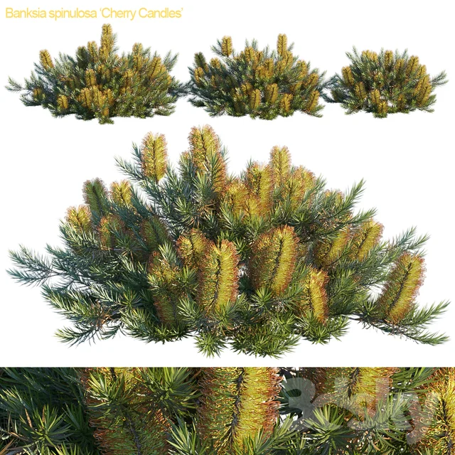 Banksia - Banksia spinulosa Cherry Candles 3DSKY.jpg