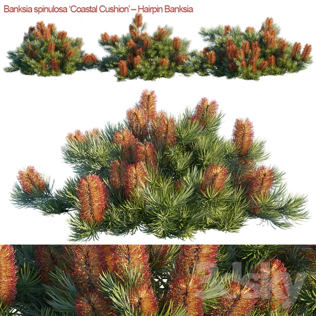 Banksia - Spinulosa Coastal Cushion Hairpin Banksia 3DSKY.jpg