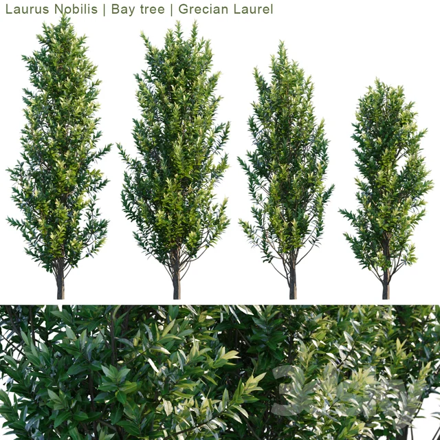 Bay Tree - Laurus Nobilis NGOCPHUC1991 3DSKY.jpeg