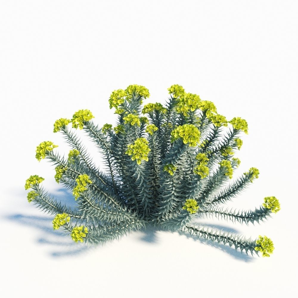 Euphorbia - Rigida CGTRADER.jpg