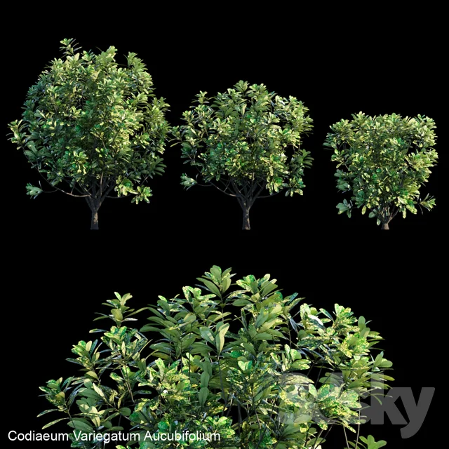 Croton - Codiaeum Variegatum Aucubifolium_01 3DSKY.jpeg