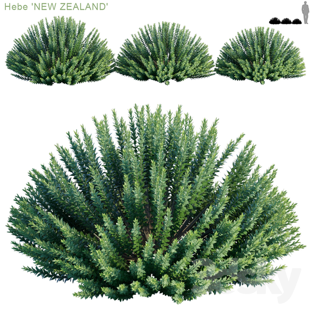 Hebe - Hebe New Zealand NGOCPHUC1991 3DSKY.jpg