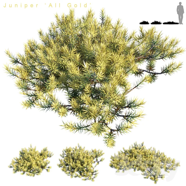 Juniperus - All Gold 3DSKY.jpg