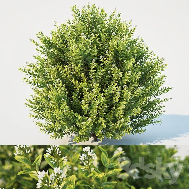 Ligustrum - Ovalifolium_01 LEVELUP 3DSKY.jpeg