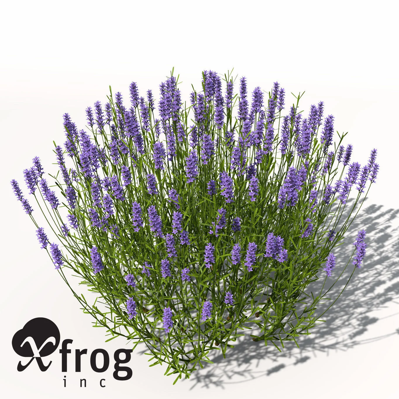 Lavender - Lavender AGRICULTURE XFROG.jpg