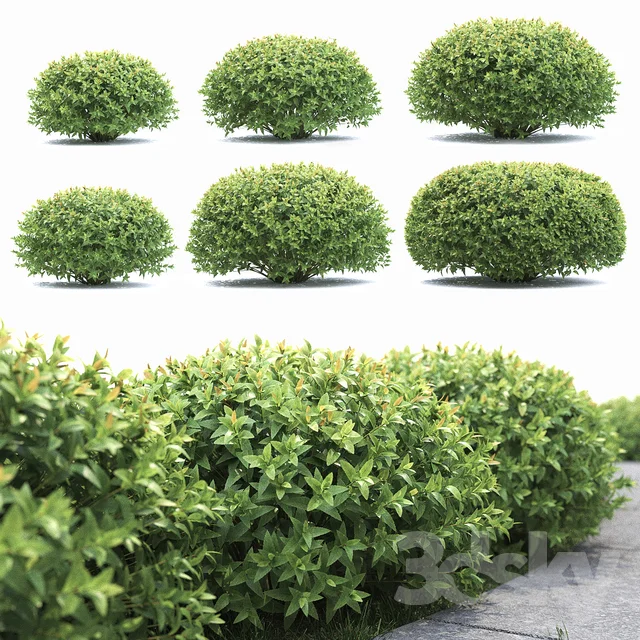 Spirea -Spirea Japanese 2 ISTWOOD15 3DSKY.jpeg