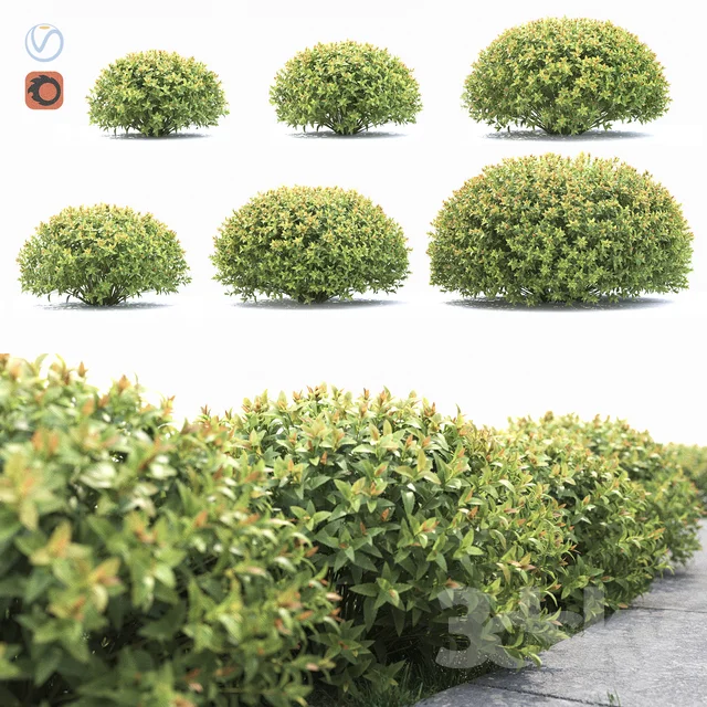 Shrub - Spirea Japanese 1 ISTWOOD15 3DSKY.jpeg